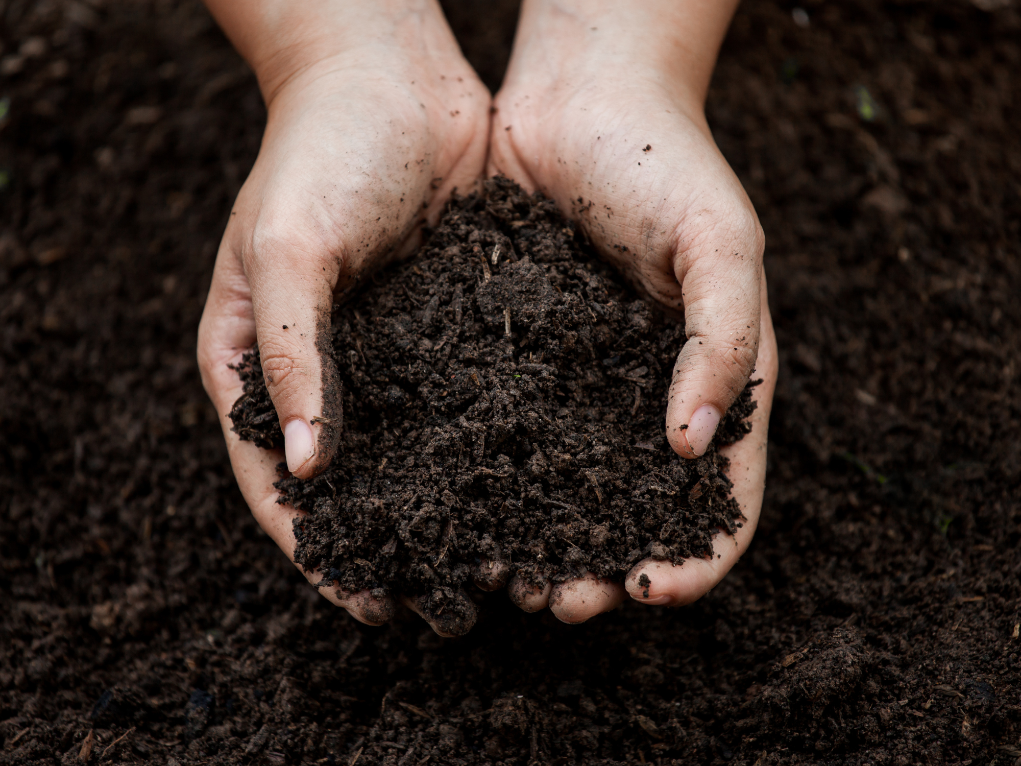 Hands gently holding rich, dark soil, symbolizing the natural origin of Fulvic Acid and its connection to health and wellness.